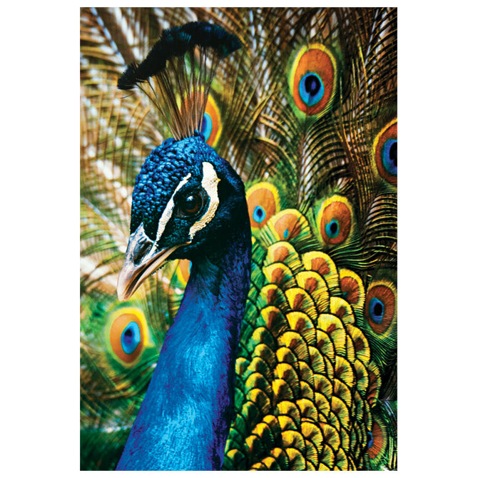 PUZZLE 250 KOM COLORFUL NATURE 1 PEACOCK INTERDRUK