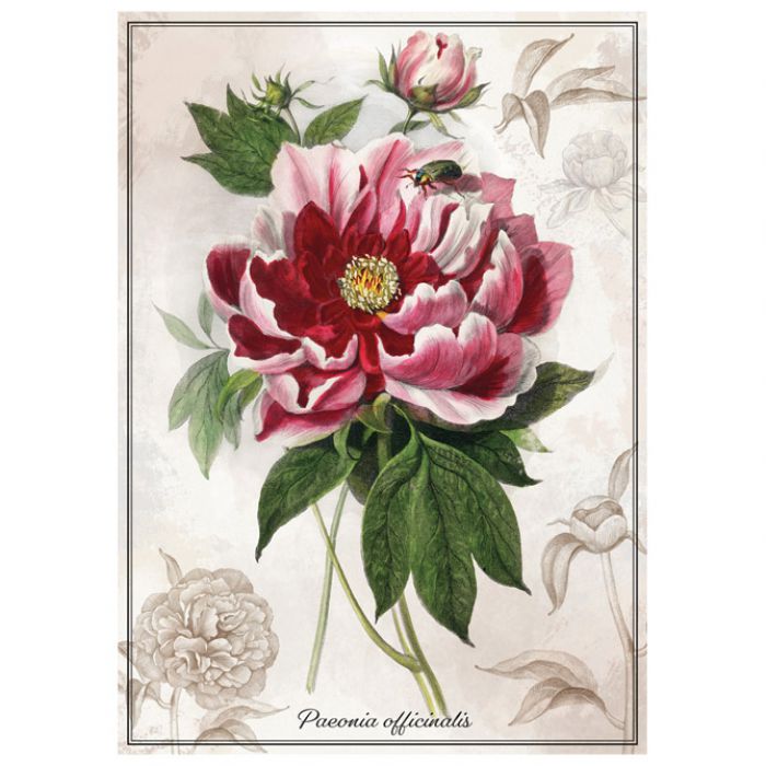 PUZZLE 1000 KOM TUBA BOTANIC PEONY INTERDRUK